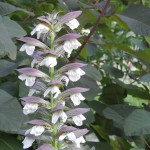 Acanthus