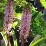 Eucomis