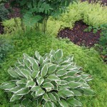 Hosta:SolSea;